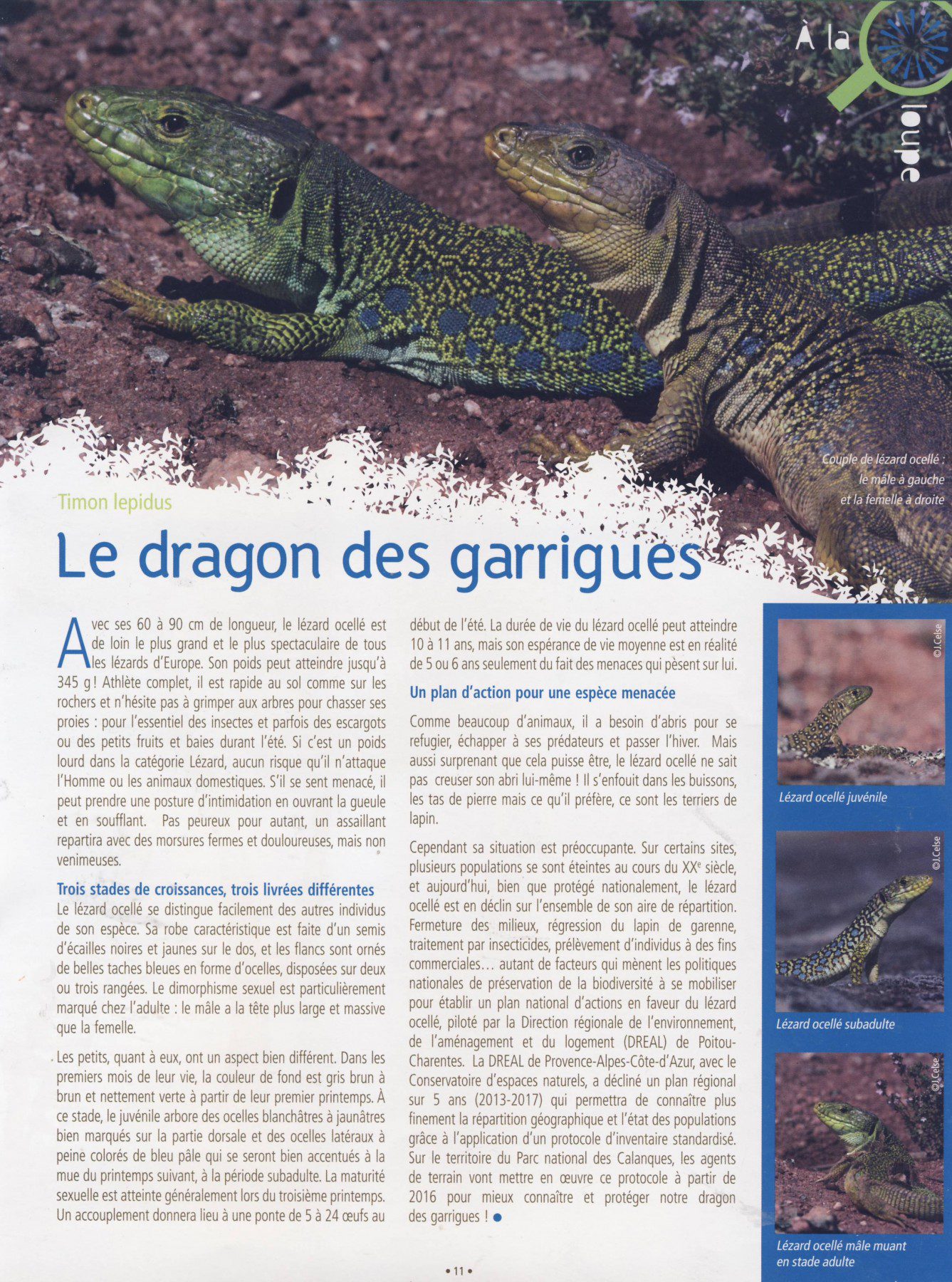 Scan21095