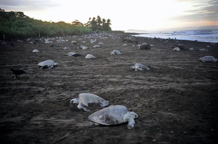 Lire la suite à propos de l’article Sauvegarde des tortues du Costa Rica